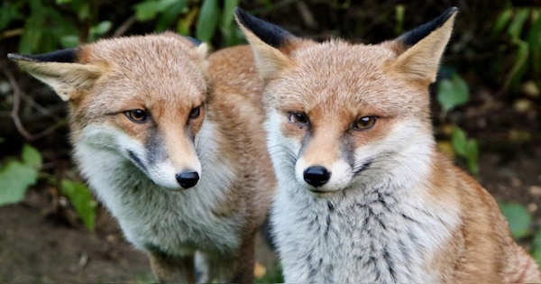 Verse by verse Bible teaching from the message, King Solomon - Little Foxes: Song Of Solomon 2:15