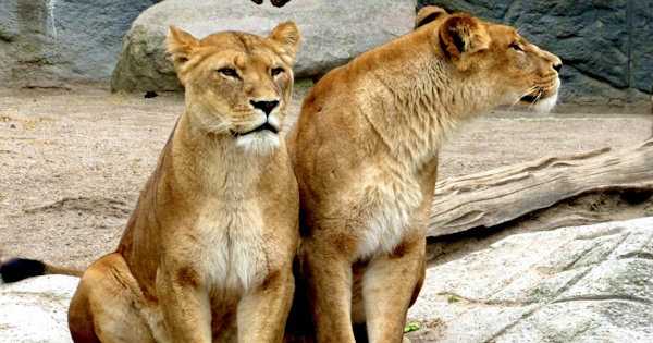 Verse by verse Bible teaching from the message, Martha and Mary - Sister, Sister: Luke 10:39-40