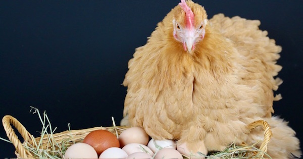 Verse by verse Bible teaching from the message, The Chicken Or The Egg: Genesis 1:1-5