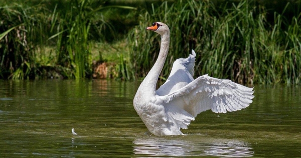 Verse by verse Bible teaching from the message, With The Voice Of A Swan: 2 Timothy 4:6-22